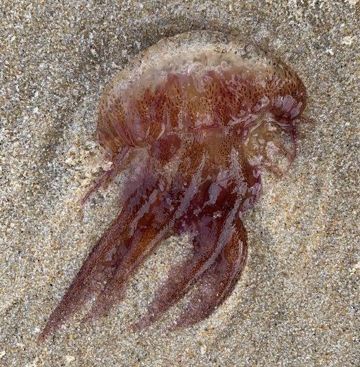 Photo méduse (pelagia noctiluca) bis.JPG