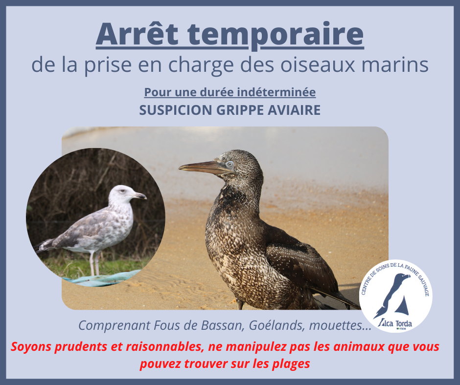 Oiseaux marins ALCA TORDA.png